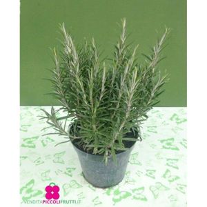 PLANTE POUSSÉE La plante de Romarin officinal ‘Rosmarinus Officinalis’ - pot Ø 14 cm - h. 25-30-50 cm