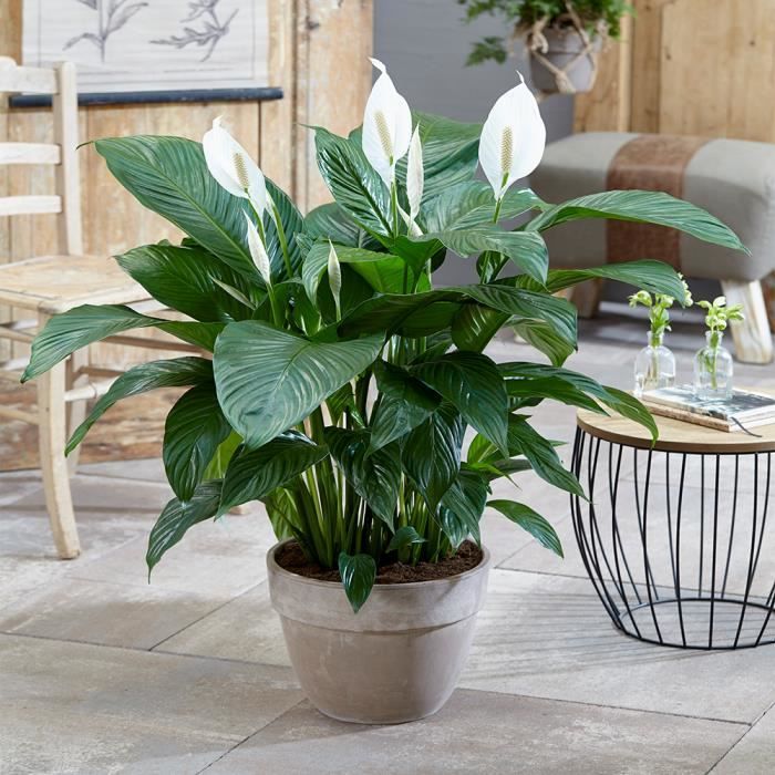 Spathiphyllum Fleur de Lune Plante d'intérieur – Arbuste intérieur en pot 9  cm - Cdiscount Jardin