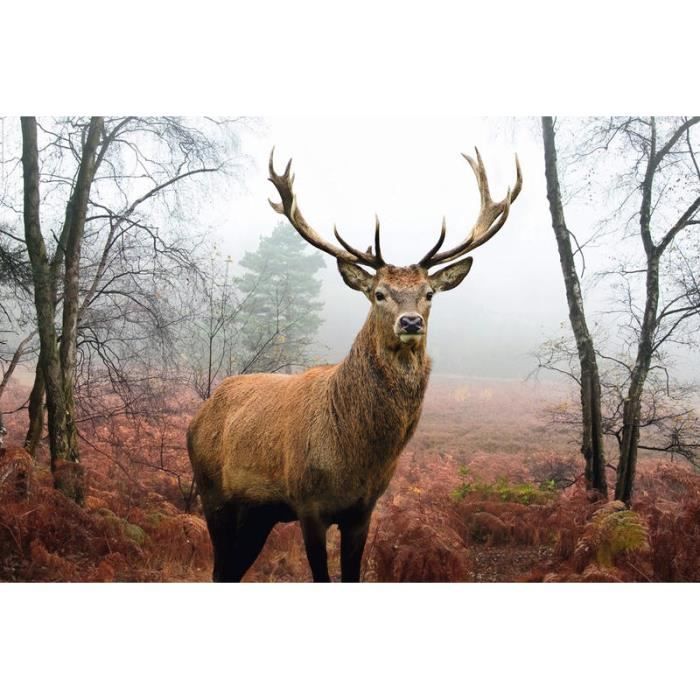 Poster Du Cerf Dans La Foret Cdiscount Maison Poster Du Cerf Dans La Foret Cdiscount Maison