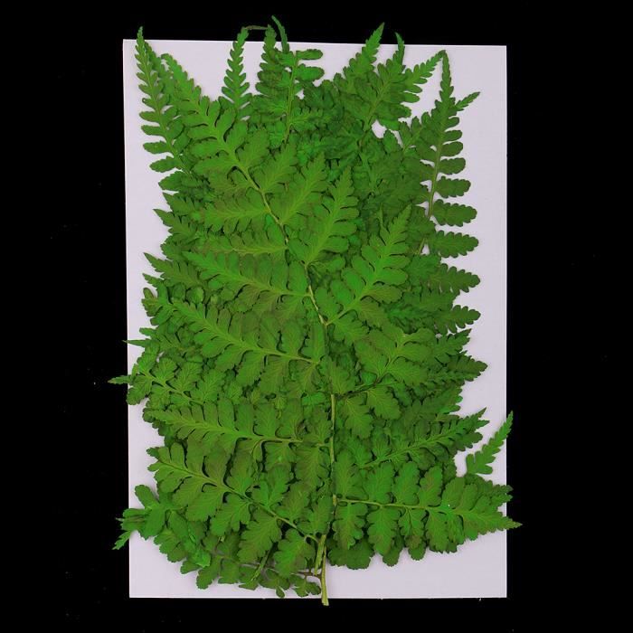 12 Fleurs De Sakura Pressées Naturelles - DIY Résine, Ongles, Décoration - 3-4 Cm De Diamètre - 7