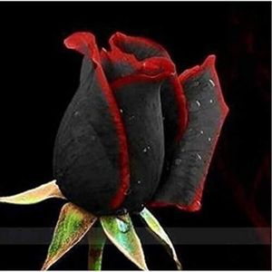 GRAINE - SEMENCE 100 pièces Graines de fleurs roses noires avec bor