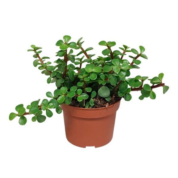 Portulacaria Afra 'Variegata - Plante grasse - Plante d'intérieur - Vert -  D10,5 cm - 15-25 cm - Cdiscount Jardin