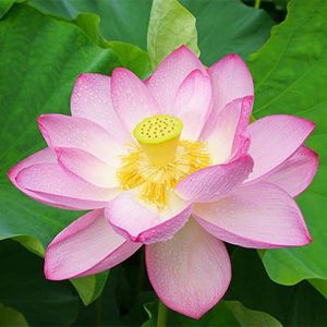 GRAINE - SEMENCE 20 Pièces Graines De Lotus Fleurs De Nénuphar Rose