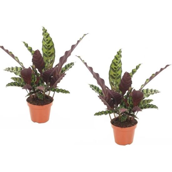 Plant In A Box - Calathéa Crocata 'Tassmania' - Purificateur D'air - Set De 2 - Plantes D'intérieur - Plante Paon - Pot 14cm - Hauteur 40-50cm