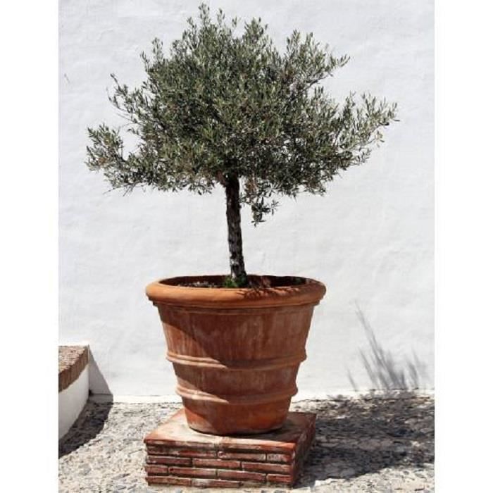 OLIVIER- OLEA EUROPAEA–Livré godet 20-30cm -Très robuste(s'adapte à ttes cdtions)- Résiste à -10°C- Feuillage persistant