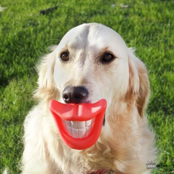 Bouche Qui Couine Pour Chien Rouge Et Blanc