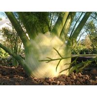 300 Graines de Fenouil plantes jardins légumes fleurs aromatique méthode BIO