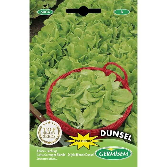 Graine Semence Graines De Fraise 300pcs- Pack -DUO - Jardin