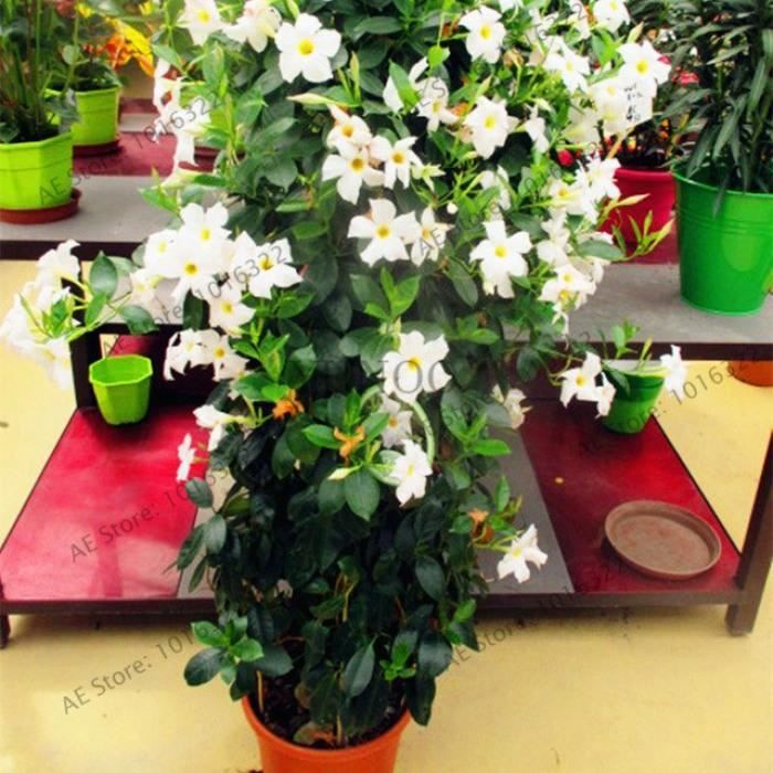 50 Pcs/sac Rare Dipladenia Sanderi Graines vivaces Escalade Mandevilla Sanderi fleurs en plein air Jardin Bonsai plantes ornementales 19 
