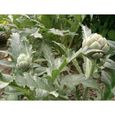 Sachet de  Artichaut gros vert de Laon - 2 g - légume fleur - LES GRAINES BOCQUET-0