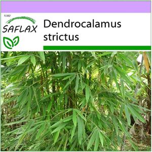 GRAINE - SEMENCE Bambou mâle - 50 graines - Dendrocalamus strictus A169