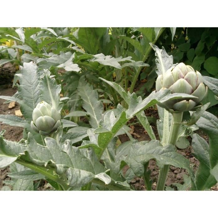 Jardinage / Graine - Semence / Graine - Semence - Artichaut gros vert de Laon