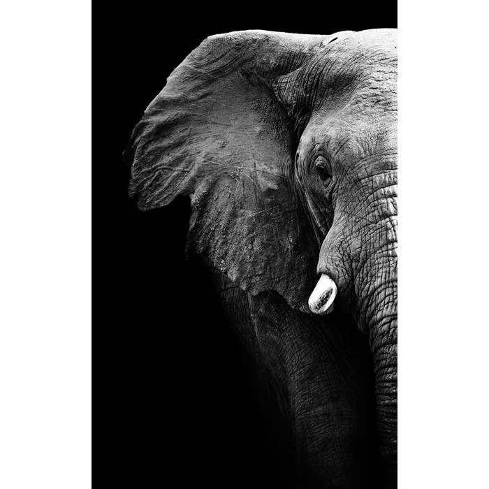 Hxa Deco Decoration Murale Tableau Deco Tableau Mural Tableau Animaux Portrait Artistique Elephant Noir Et Blanc 50x80 Cm Cdiscount Maison