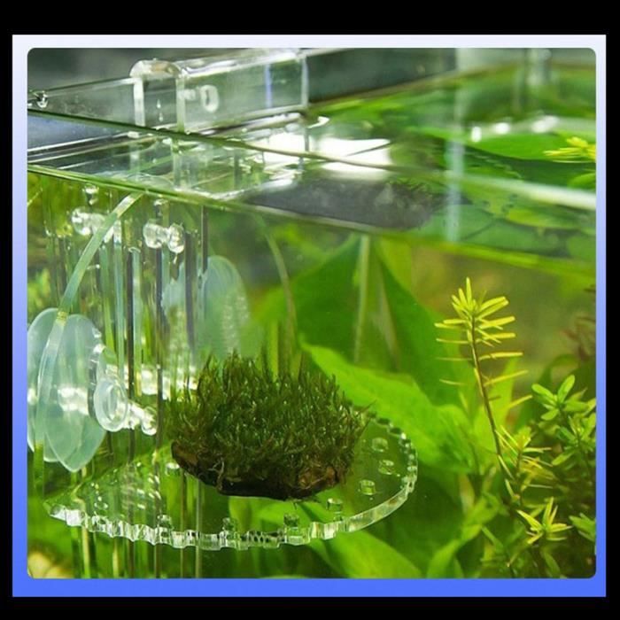 Plante Aquatique Aquarium / Plantes Vivantes Aquarium Eau Douce Plantes Biz / Vous pourrez vous