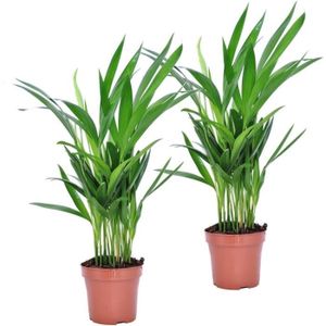 PLANTE POUSSÉE Cache-pot - Dypsis Lutescens - Set de 2 - Areca Plante - Palmier d'intérieur purificatrices d'air