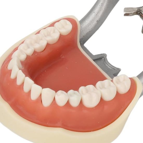 Série de 5 Modèles de Dents - YLEA