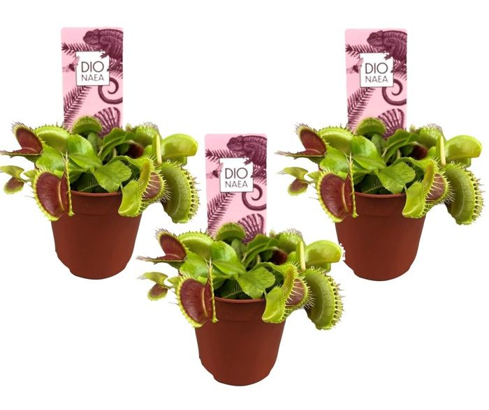 Lot De 3 Plantes Carnivores Dionaea Muscipula - Piège à Mouches Vénus En Pot 5.5cm
