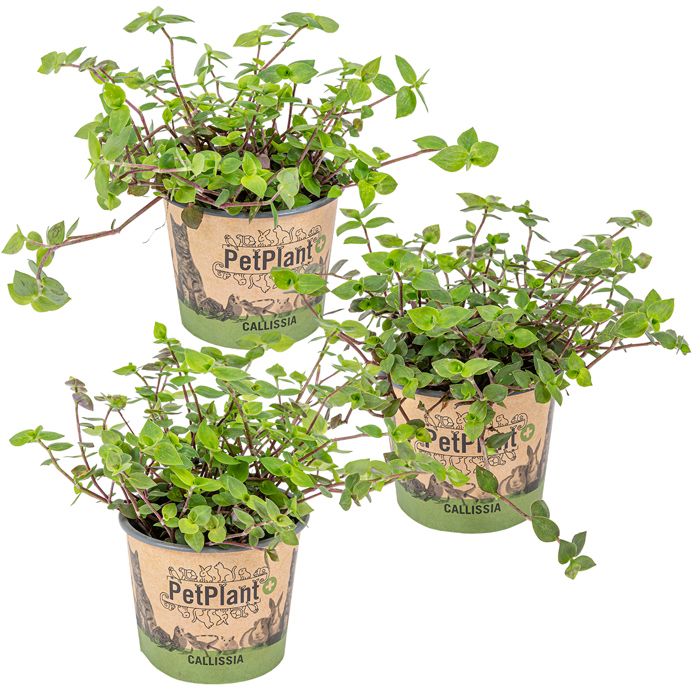 Meilleurs prix pour Lot de 3 - Callisia repens - Plante tortue - Comestible pour animaux - 10-20 cm de Haut - Pot 12 cm