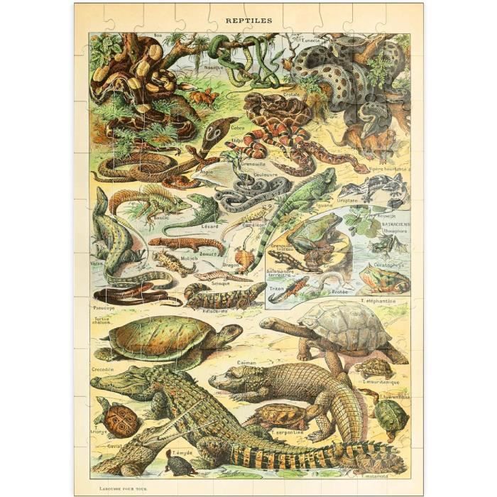 MyPuzzle Champignons - Funghi Per Tutti, Poster D'epoca, Adolphe Millot - Premium 1000 Pezzi Puzzle - MyPuzzle Collezione speciale di Havana Puzzle Company