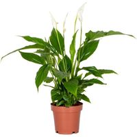 Spathiphyllum 'Torelli' - Peace Lily - Plante d'intérieur - Purificateur d'air – D12 cm - H35-45 cm