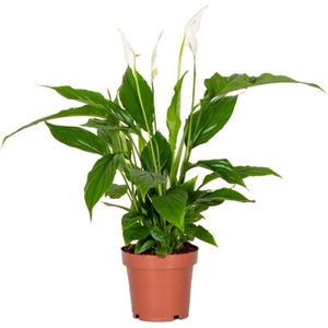 PLANTE POUSSÉE Spathiphyllum 'Torelli' - Peace Lily - Plante d'in