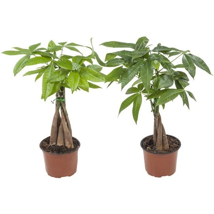 Pachira Aquatica | 2 plantes | Tronc tressé | Plante vivace | Plante d'intérieur | Hauteur 35 cm | Pot 13.5 cm | Entretien facile