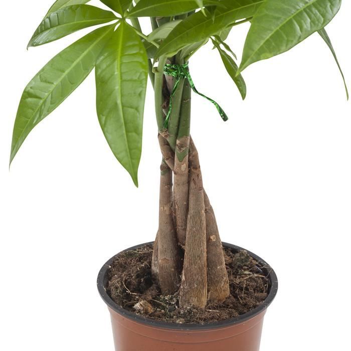 Pachira Aquatica 2 plantes Tronc tressé Plante vivace Plante d