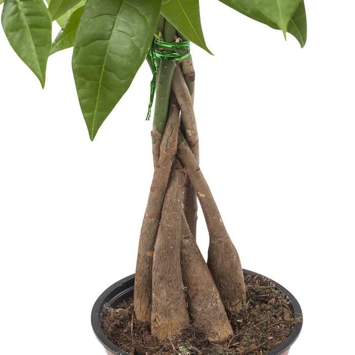 Plante Pachira Aquatica - Tige Tressée - Pot 12cm - Plante D'intérieur Décorative