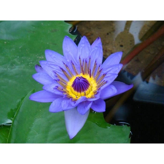 lot de 10 graines fleur de nenuphar coloris bleu coeur jaune plante de bassin aquatique