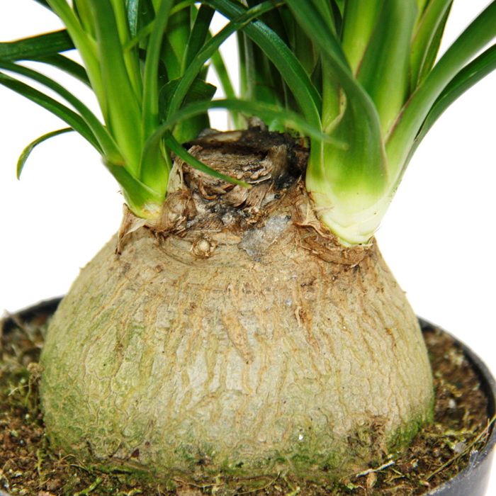 Kleiner Elefantenfuss - Beaucarnea recurvata - Nolina - Zimmerpflanze -  12cm Topf - Kugel - Cdiscount Au quotidien