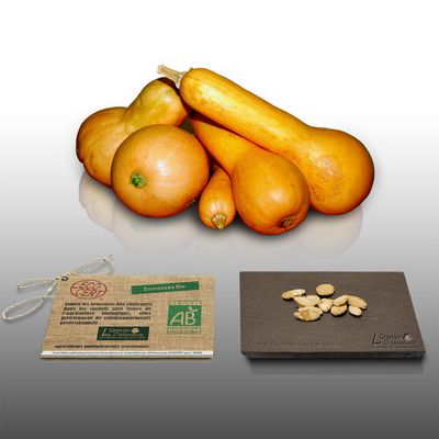 15 Graines Bio De Courge Patidou – Variété Semi-coureuse, Goût Noisette, Certifiées AB