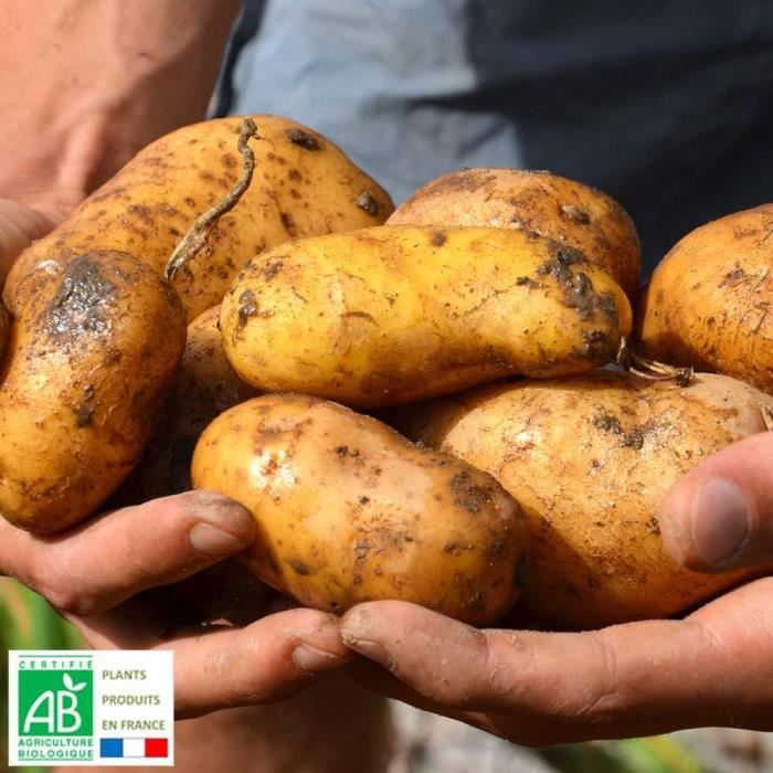 Plants De Pomme De Terre Bio Bintje 3 Kg Achat Vente Bulbe Plants De Pomme De Terre Bi Cdiscount
