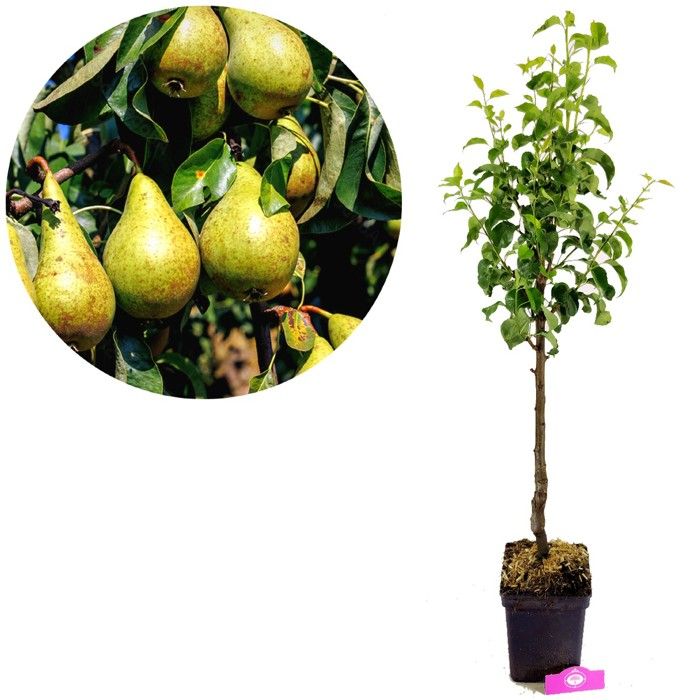 Poirier - SCHRAMAS - Pyrus communis Concorde - Poire - Arbre fruitier - Hauteur 35 m
