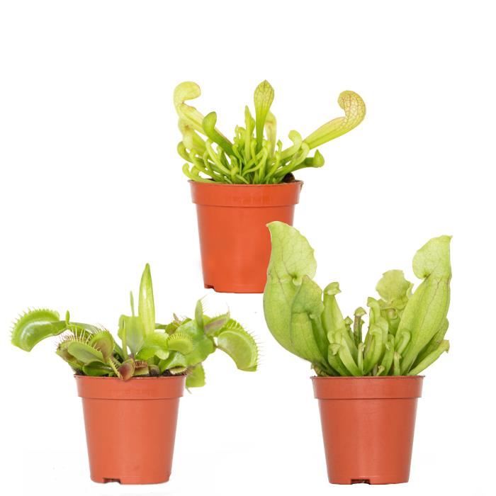 3x Mlange de plantes carnivores  Plante des marais  Entretien facileD6  cm D05-10 cm - Cdiscount Jardin