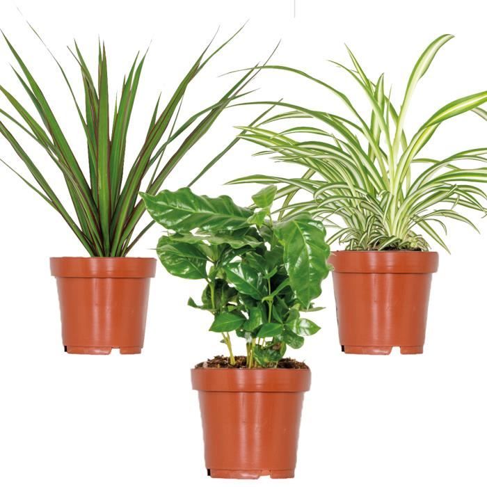 Bloomique - Lot De 4 Plantes Dépolluantes D'intérieur : Dracaena, Dypsis, Chamaedorea, Chlorophytum - 20-40 Cm Avec Panier Rotin - 3