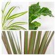 Mélange de plantes d'intérieur - BLOOMIQUE - Coffea-Dracaena-Chlorophytum - H 35 cm - D 12 cm - Vert-2