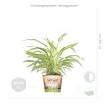 Mélange de plantes d'intérieur - BLOOMIQUE - Coffea-Dracaena-Chlorophytum - H 35 cm - D 12 cm - Vert-3
