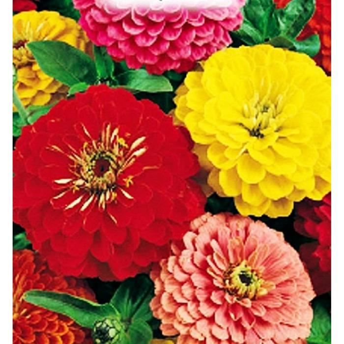 Graines De Zinnia Double Géant Légumes Zinnia Elegans Environ 50 Graines Les Meilleures
