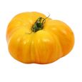 graine de tomate ANANAS  légume BIO + livre gratuit 15 graines de tomates certifié permaculture CookToque®-3