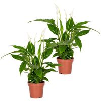 2x Spathiphyllum 'Torelli' - Peace Lily - Purificateur d'air – D12 cm - H35-45 cm
