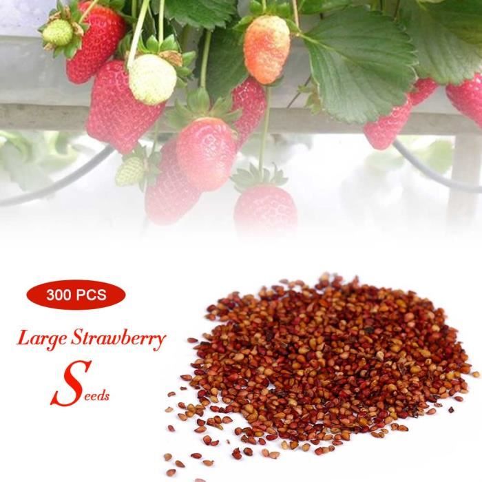 Graine semence graines de fraise 300pcs pack DUO Cdiscount Jardin