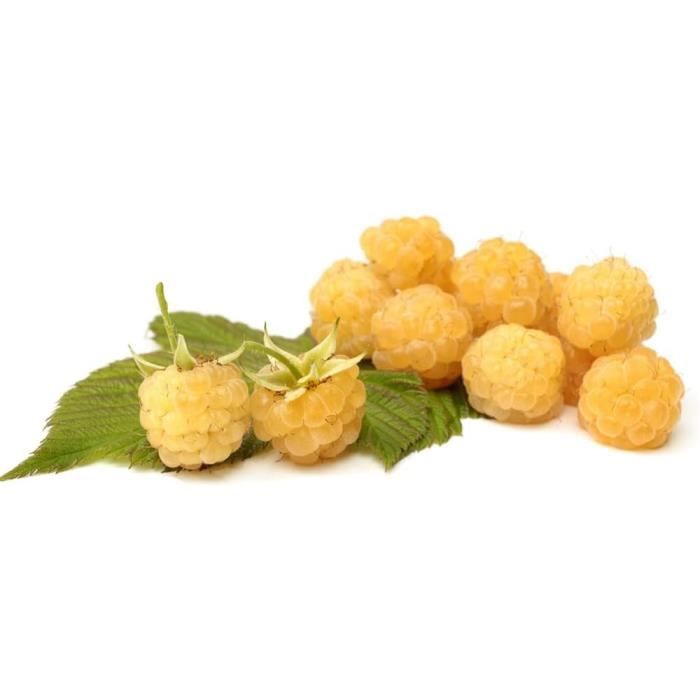 50 Graines Framboise Sauvage - Semences Reproductibles Non Hybrides - Pour Jardin Permaculture