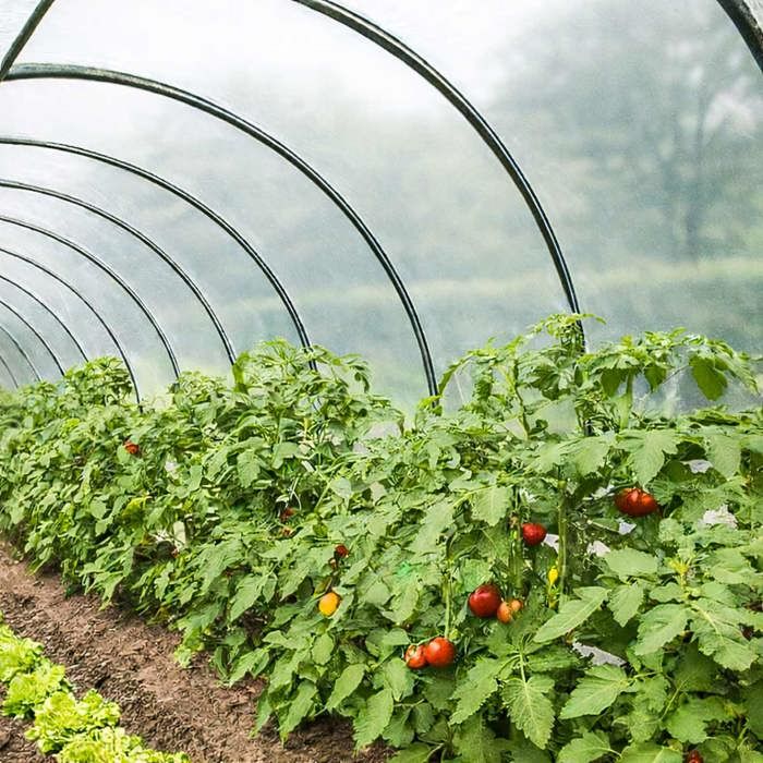 Bâche Serre Transparente 3x4m - Polyéthylène Résistant UV - Pour Protection Plantes