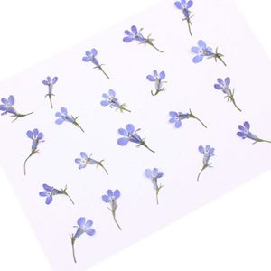 Feuille Sechees Pour Fleur