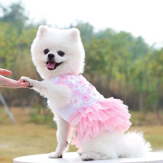 Manteau petit chien hotsell