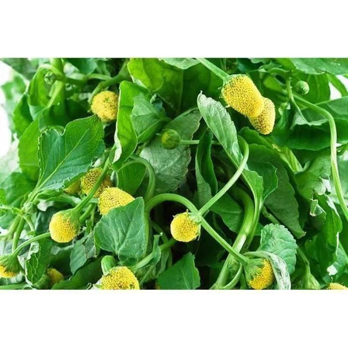Jardinage - Graine - Semence - Graine - Semence - Brede Mafane - Cresson Para jaune