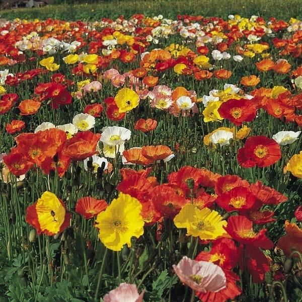 Le Coquelicot Est Une Plante Vivace Ou Annuelle 100 Graines Plante Vivace Pavot D Orient Achat Vente Graine Semence 100 Graines Plante Vivace P A Prix De Folie 2009946442422 Cdiscount