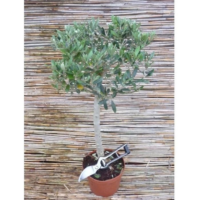 Olivier - Olea europaea - Hauteur totale: 50+cm, Tronc: 20+cm, Pot: Ø 15cm