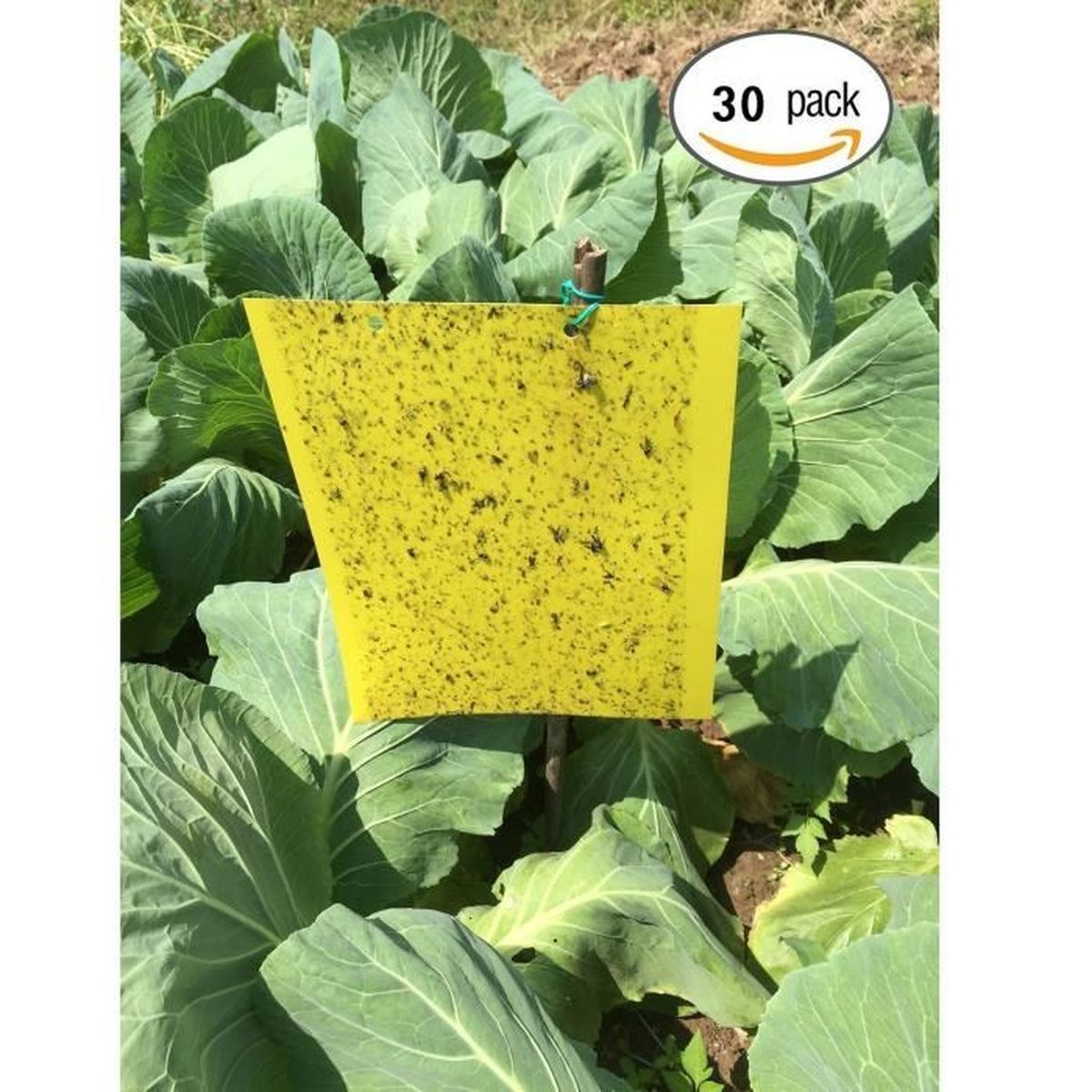 Moucherons Blancs Maison Moucherons 10 Astuces Pour Stopper L Invasion Dans La Cuisine Ou