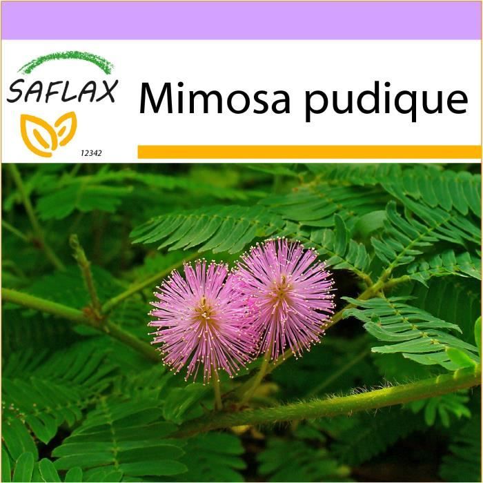saflax mimosa pudique 70 graines mimosa pudica cdiscount jardin